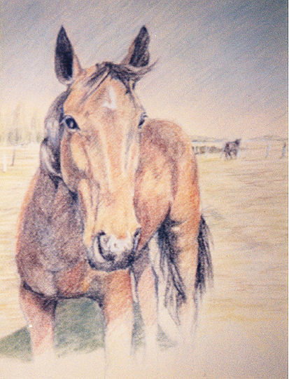 2017-08-06-Paard.jpg